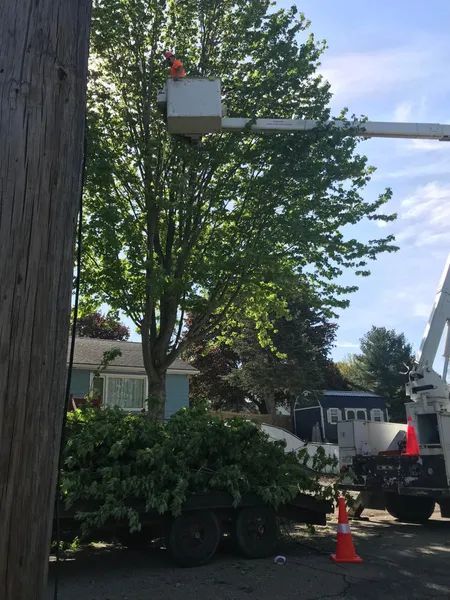 Tree trimming by worker in lift; truck with debris, orange cones.