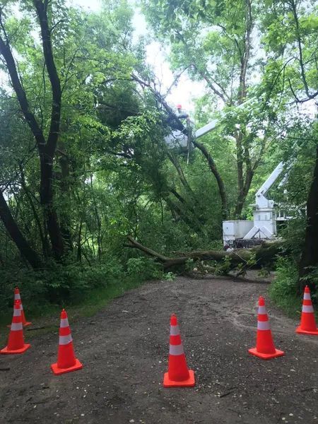 Orange cones block a dirt path; tree removal equipment works on downed tree in a lush, green forest.