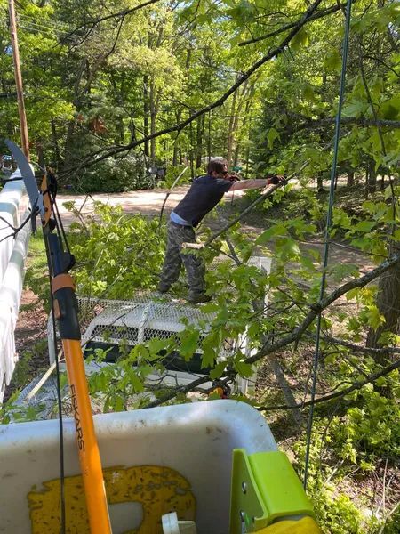 Man pruning branches from a tree from a bucket lift platform in a wooded area.
