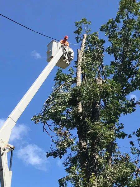 Worker in cherry picker trimming tree near power lines. Blue sky background.