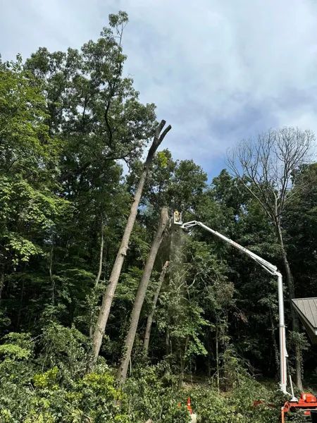 A tall tree being trimmed by a lift, surrounded by green foliage, under a cloudy sky.