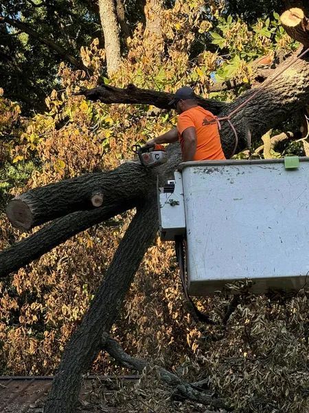 Man in orange shirt in a bucket lift, cutting a tree branch. Green bucket, wood debris.