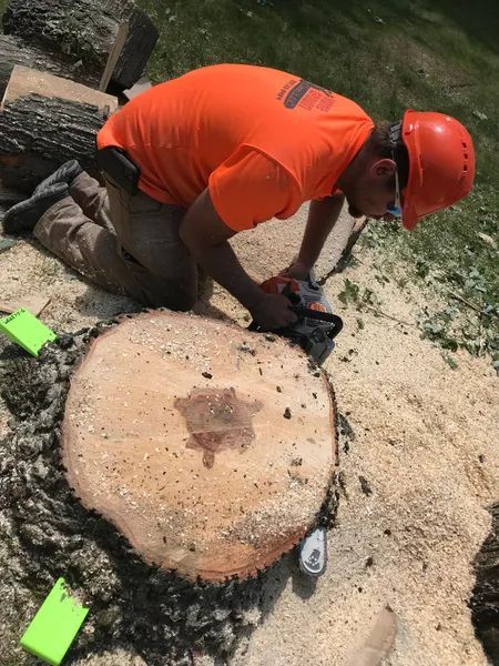 Arborist using a chainsaw on a tree trunk, wearing orange safety gear, outdoors.