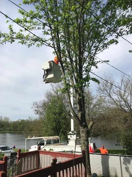 Tree trimming near power lines; worker in bucket truck.