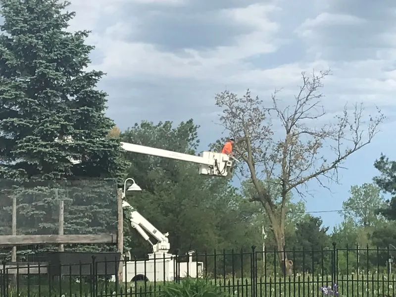 Two tree trimming trucks with raised booms near a fence; a worker trims a tree under a cloudy sky.