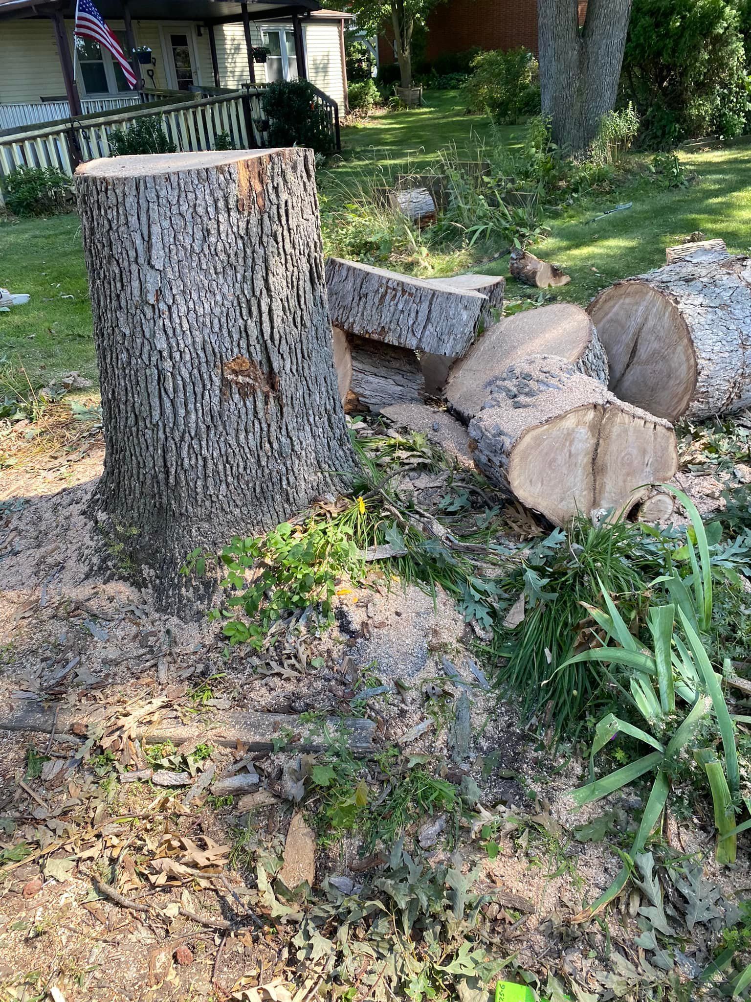 Tree stump with freshly cut logs on the ground, surrounded by wood chips and greenery in a yard.