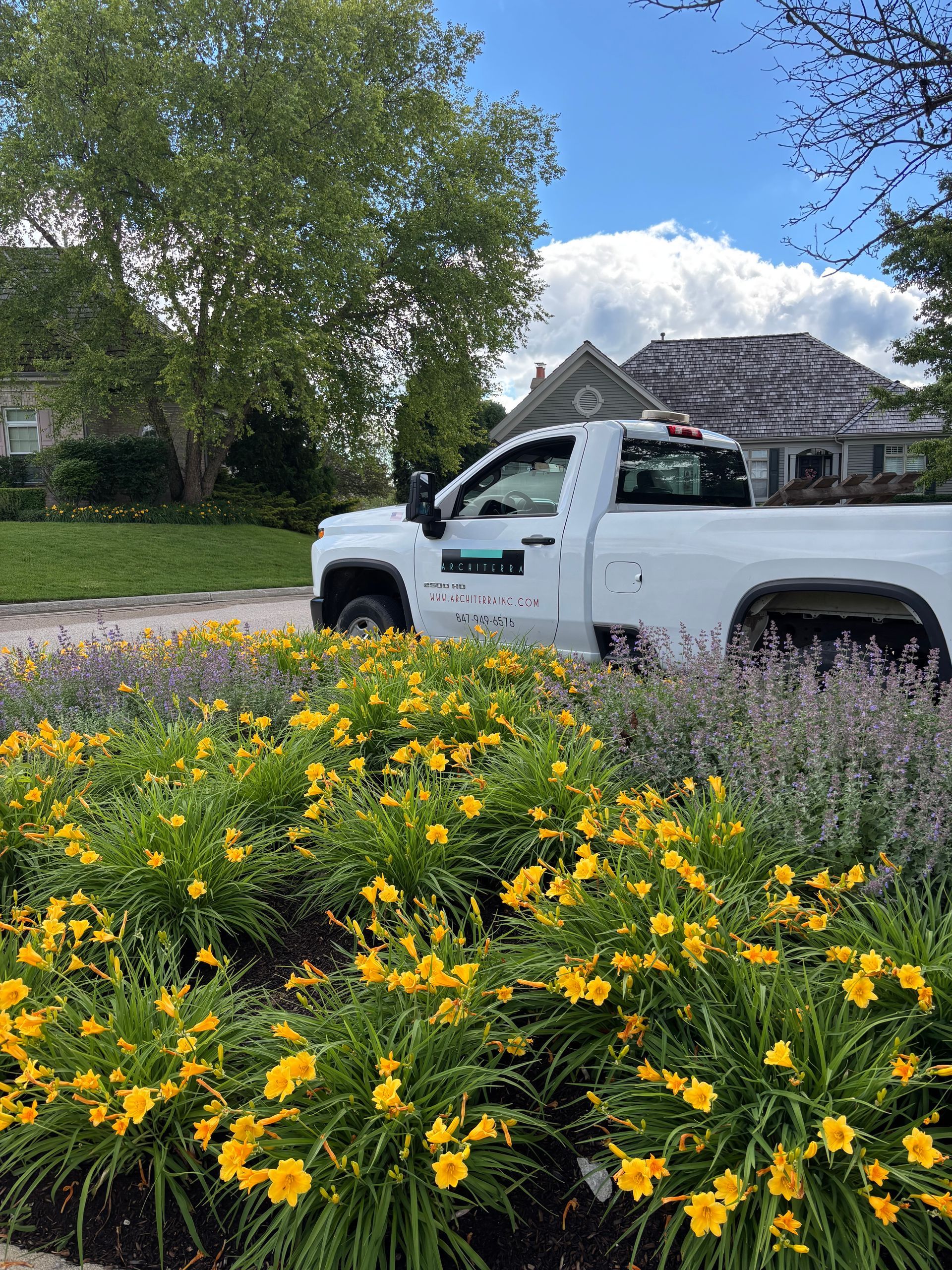 Yellow day lilies in front of a white Architerra truck 