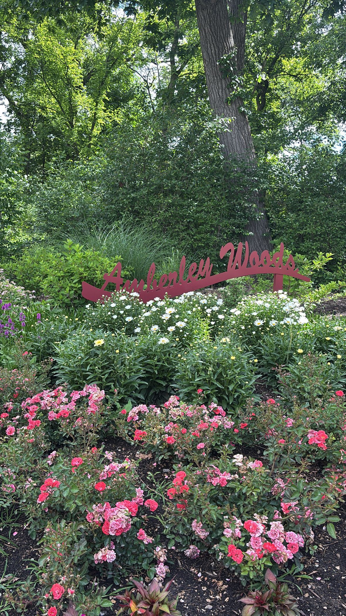 Flower bed filled with red and pink roses in front of an Amberley Woods sign
