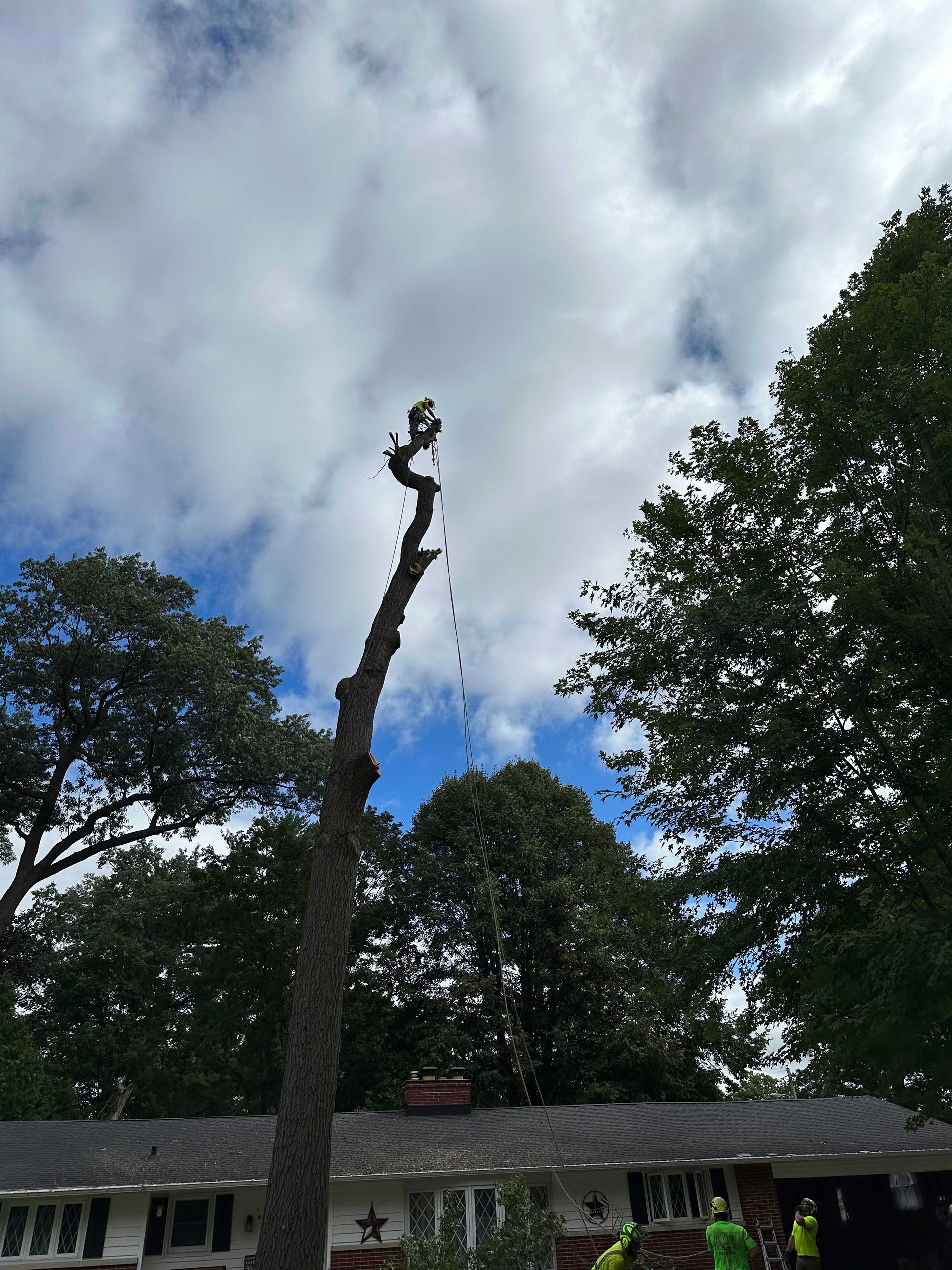 Tree trimmer atop a tall tree trunk, trimming branches. Cloudy sky in background.
