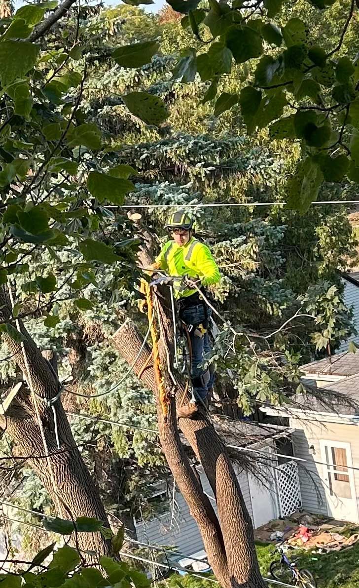 Arborist wearing safety gear, working in a tree, trimming branches.