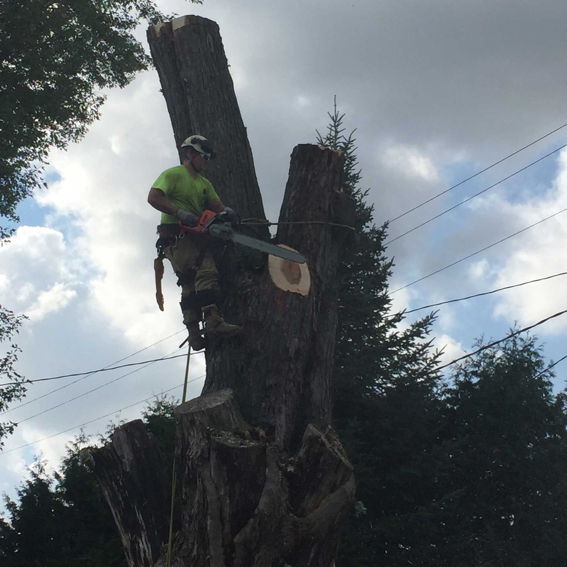 A tree service worker cuts a tall tree trunk with a chainsaw, secured by a harness.