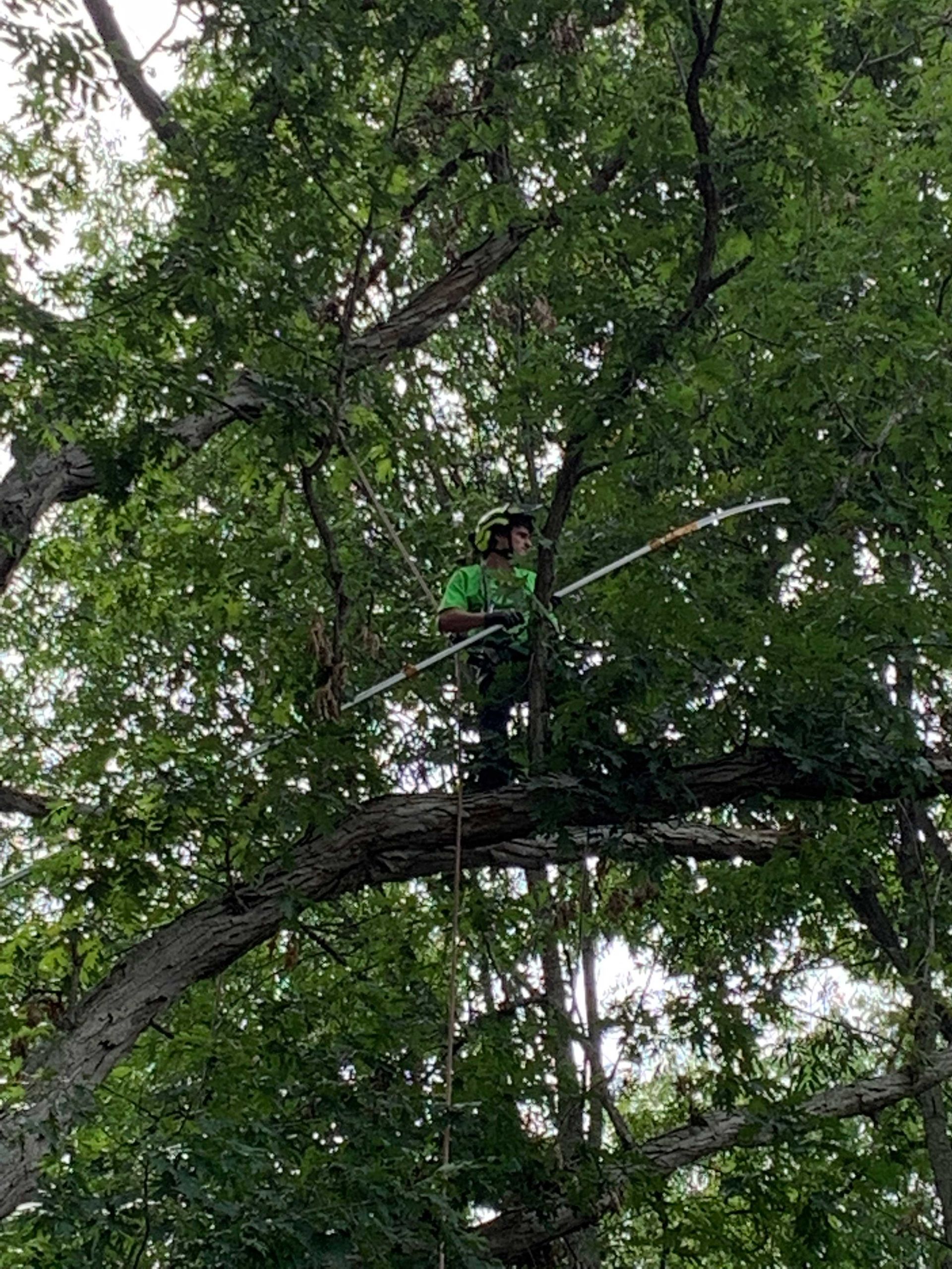 Arborist in a tree trimming branches with a pole saw, wearing safety gear; outdoors.