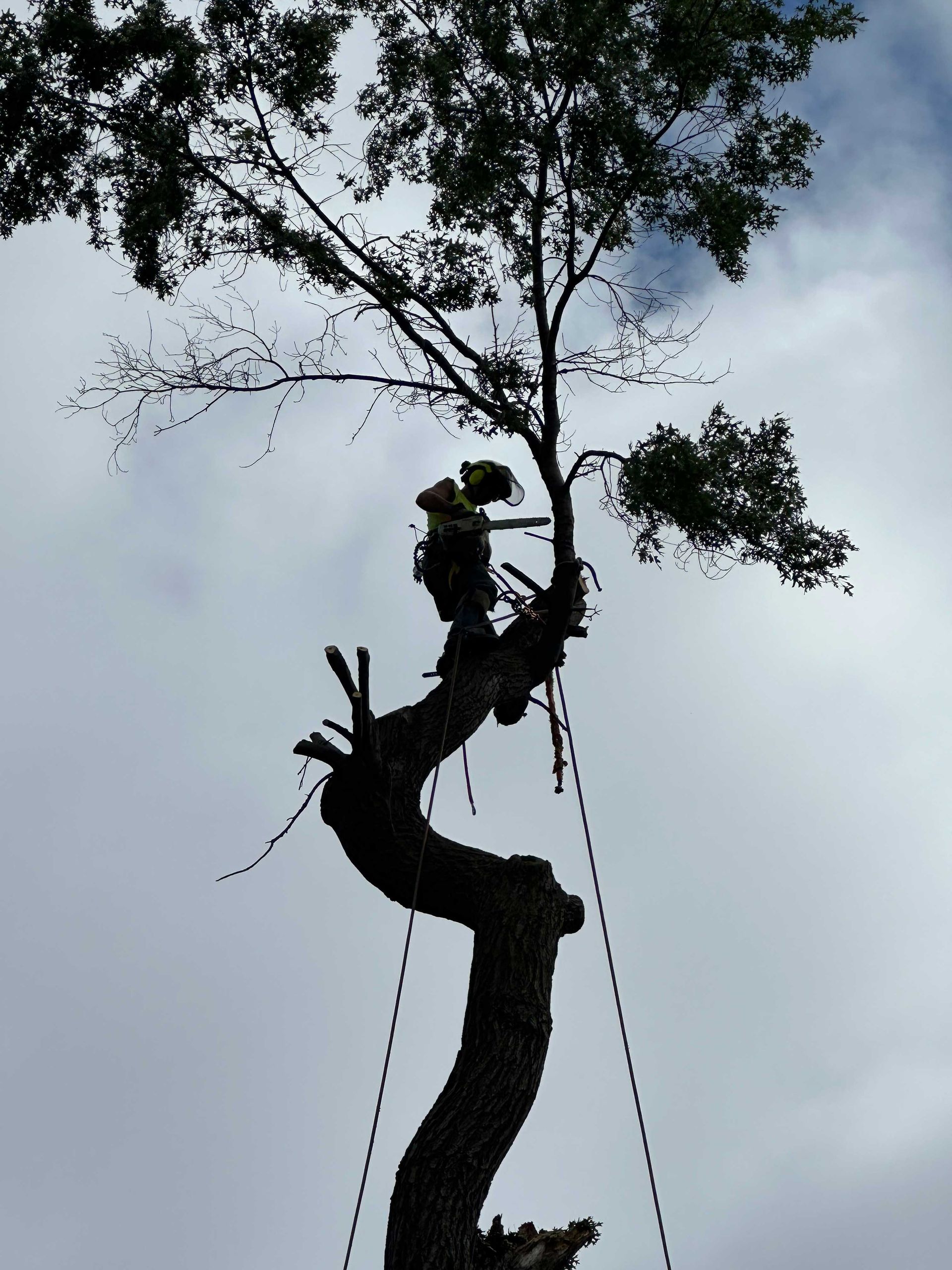 A person trims a tall, curved tree against a cloudy sky, secured by ropes.
