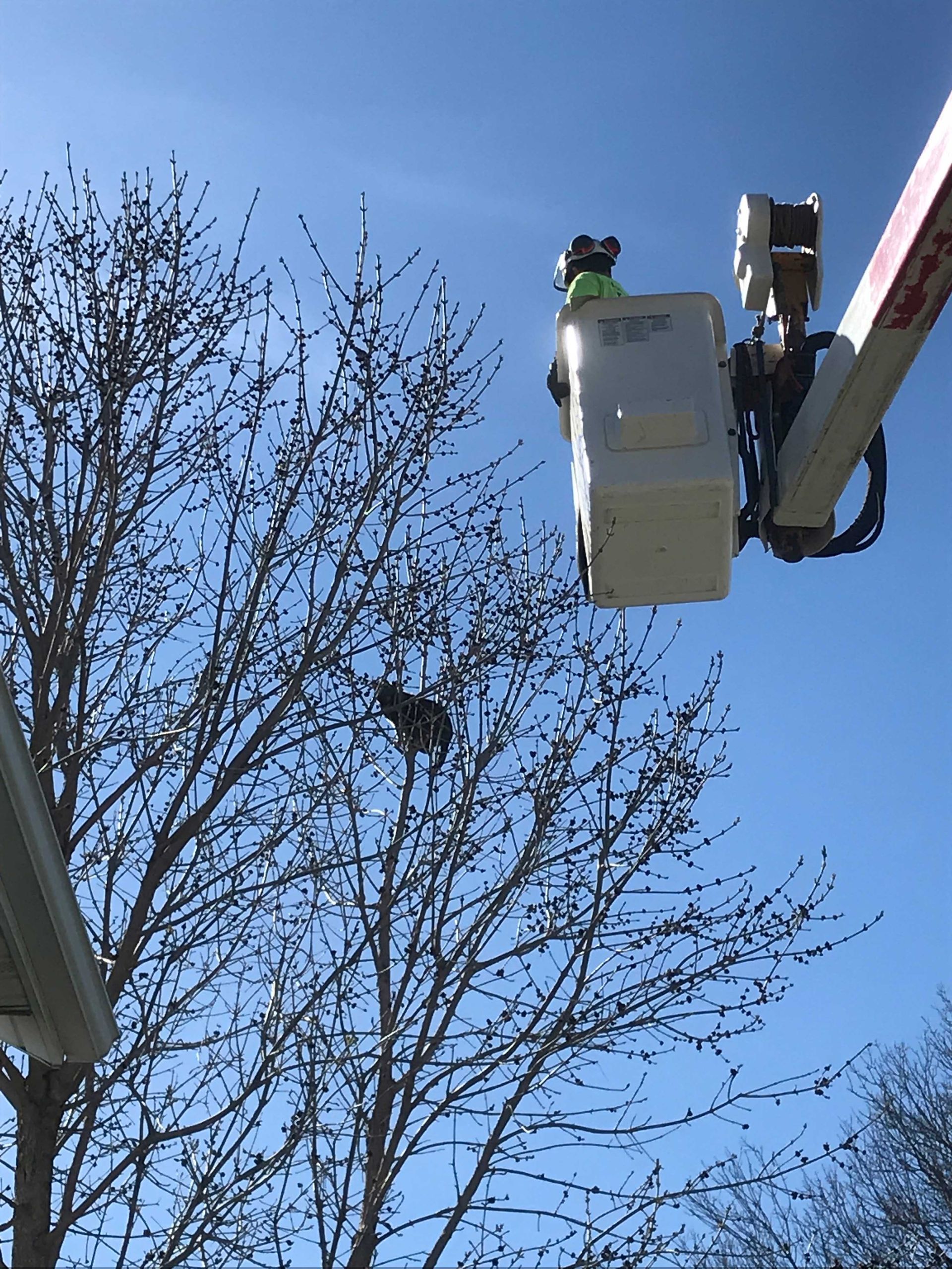 A utility bucket truck rescues a small black animal stuck in a tree with no leaves against a blue sky.