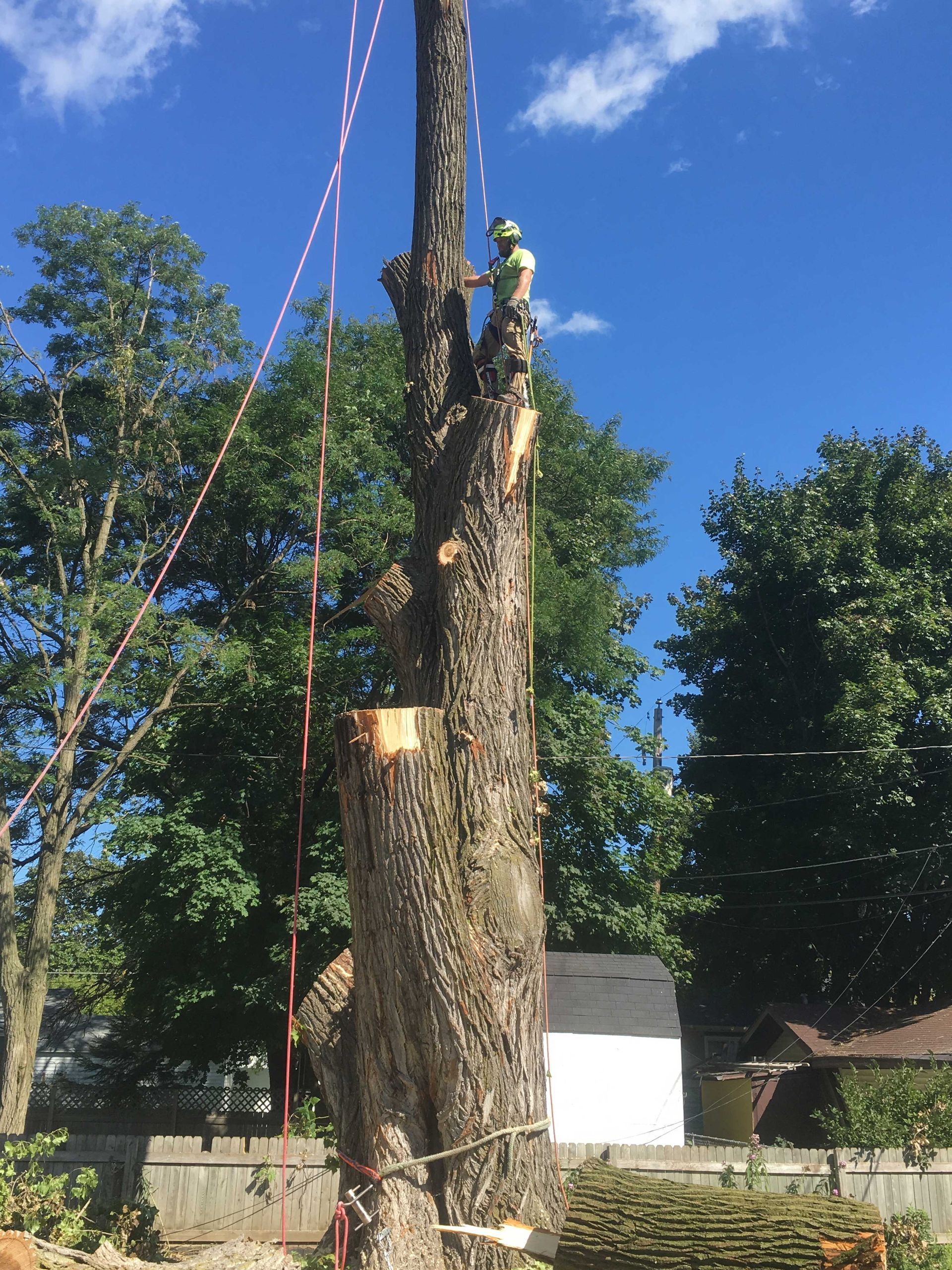 Arborist in a tree, using ropes to cut branches against a blue sky.