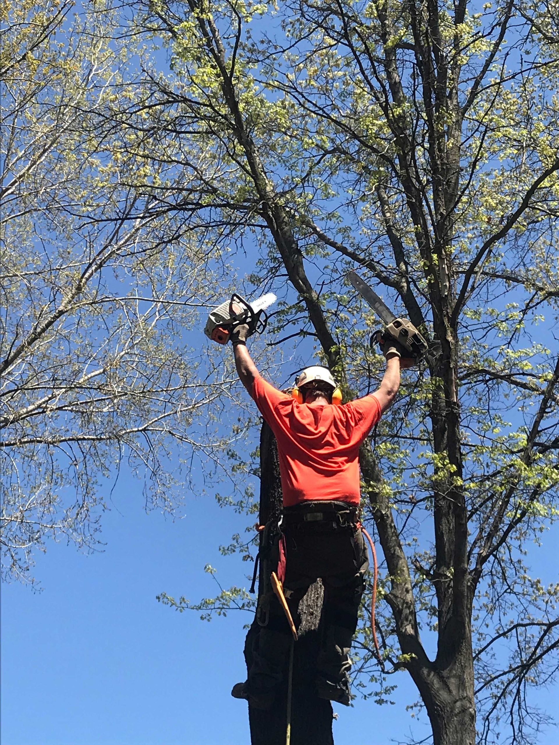 Arborist in orange shirt high in a tree, holding a chainsaw aloft against a blue sky.