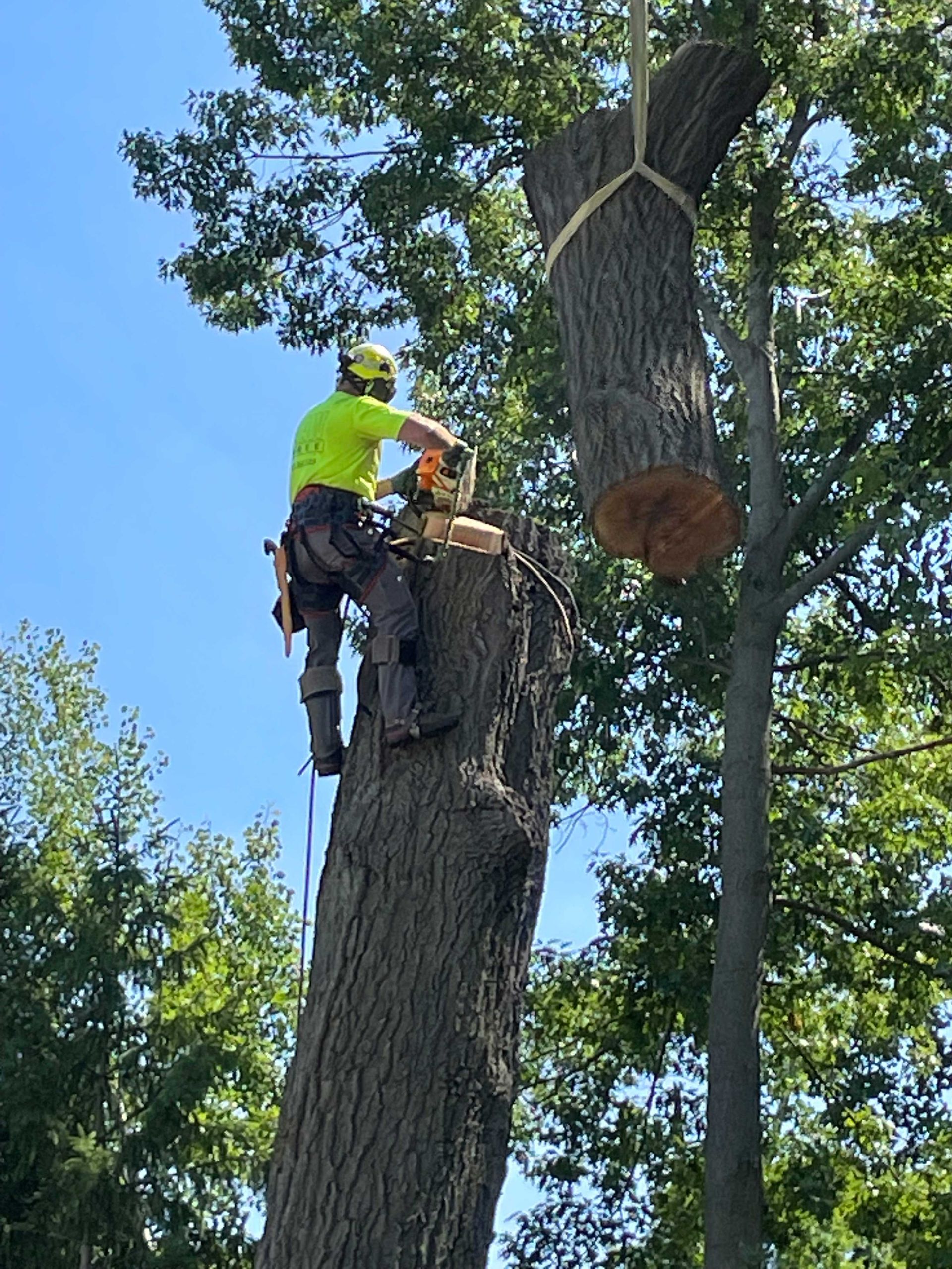 Arborist using a chainsaw on a tree trunk, with a section of tree being lifted by a crane against a blue sky.
