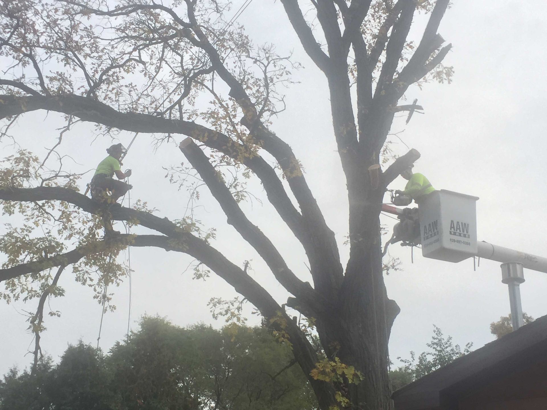 Two workers trimming a tree; one in a bucket lift, the other in a tree, both wearing safety vests.