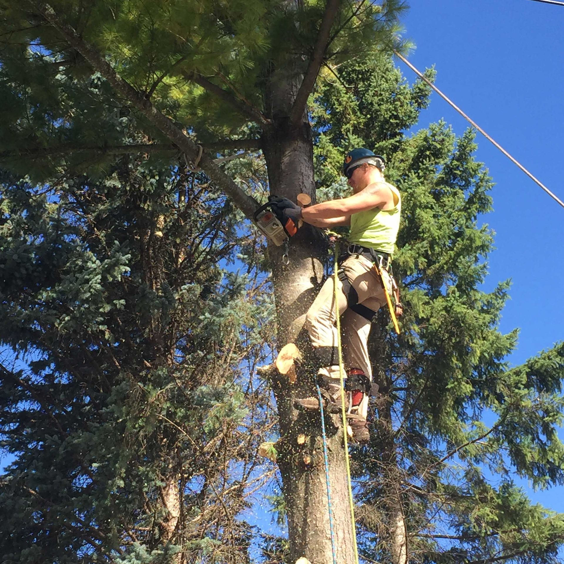 Arborist using a chainsaw while secured in a tree, wearing safety gear and climbing harness. Bright sunlight, clear sky.