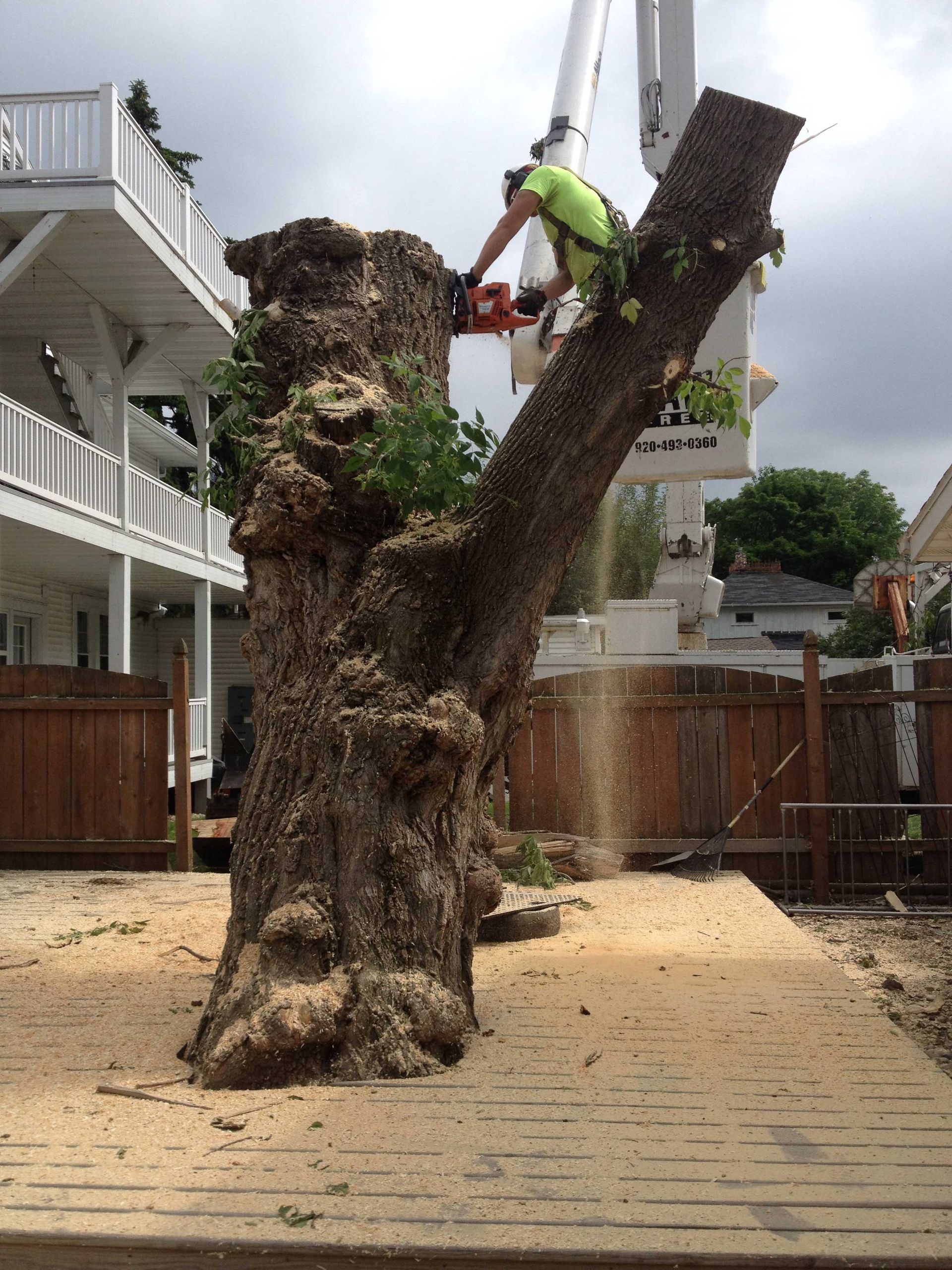 Man in safety gear using a chainsaw to cut a large tree trunk, sawdust in air.