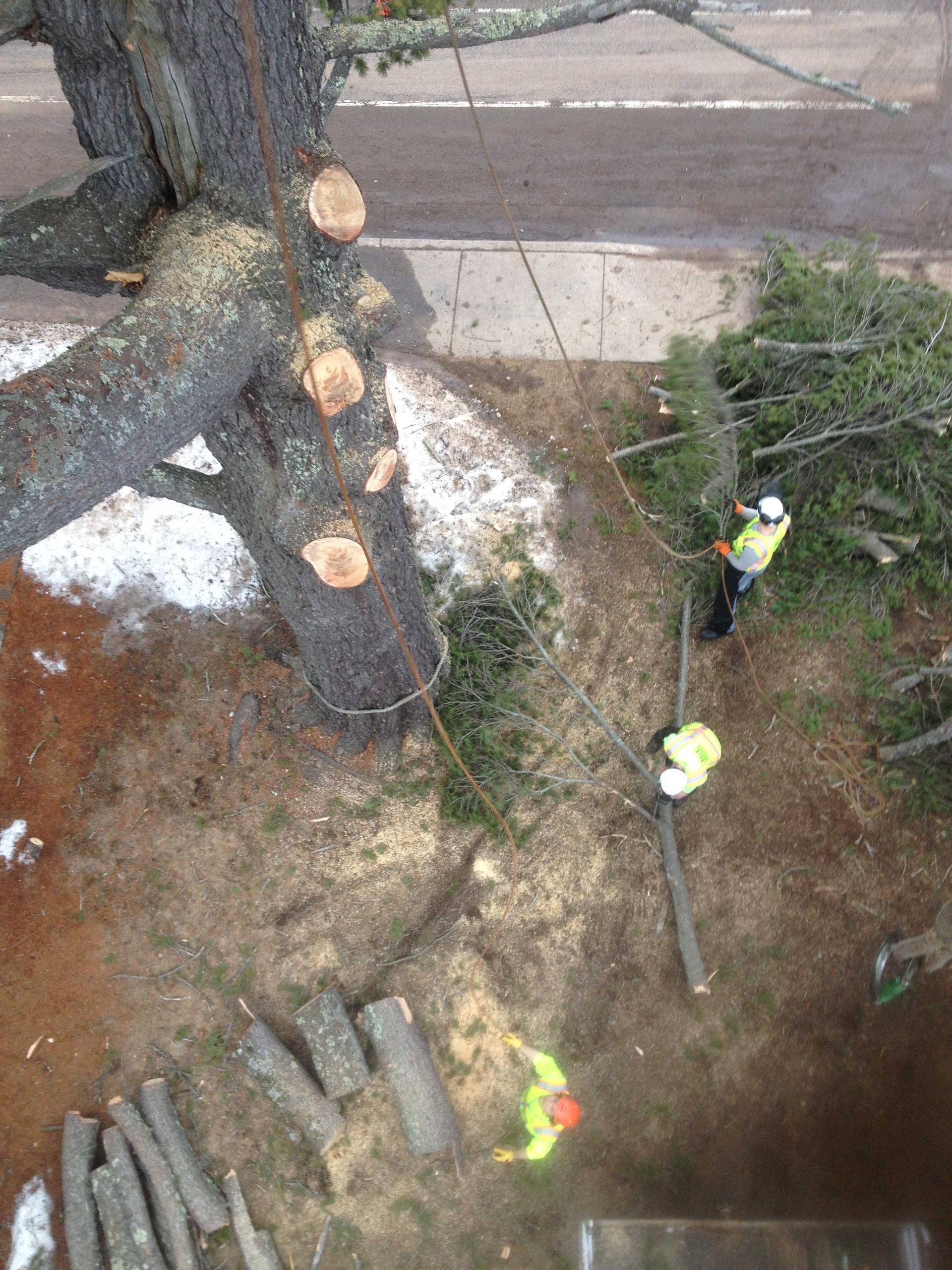 Tree removal: Arborists in safety vests cut and lower large tree branches near a sidewalk.