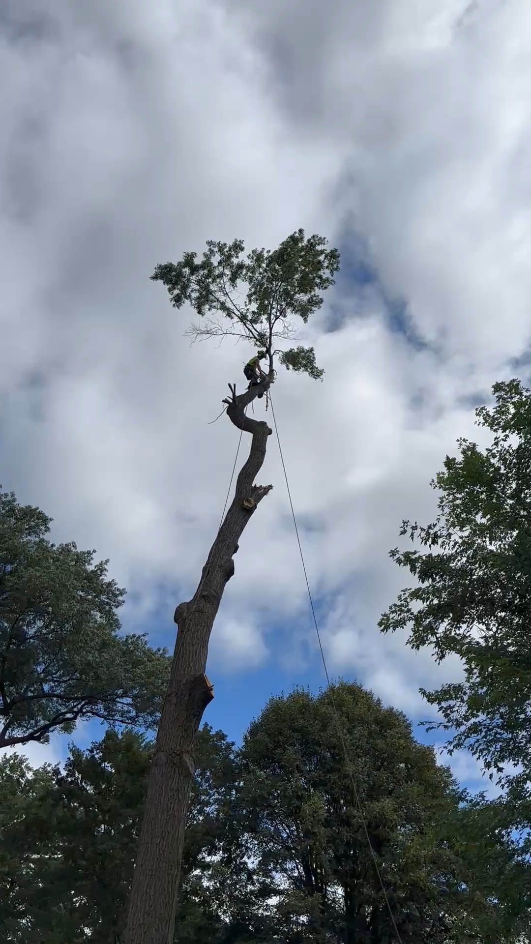 Tall tree with sparse foliage at top; person climbing with a safety rope, cloudy sky background.