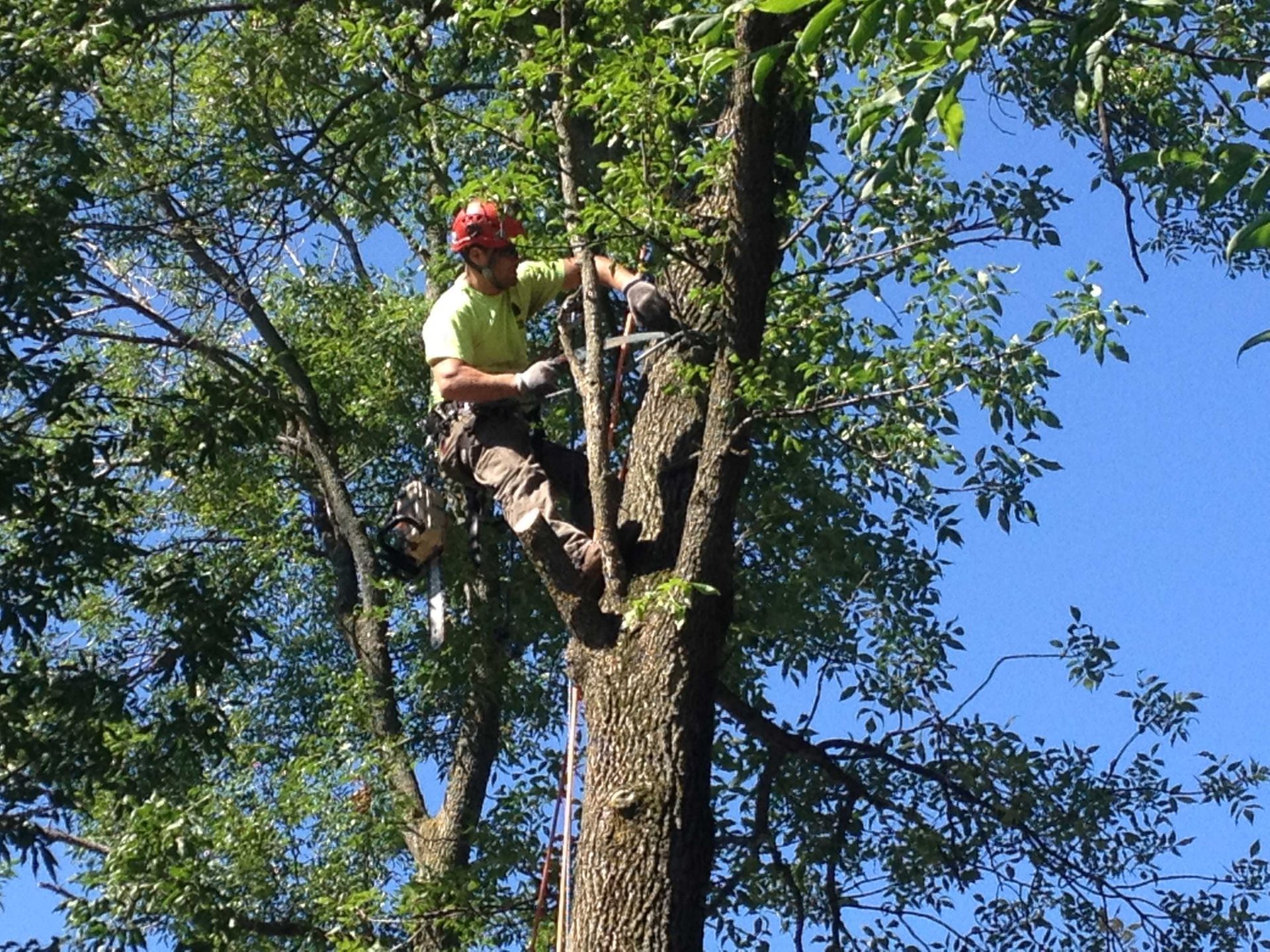 Arborist in orange helmet and green shirt using a chainsaw to trim a tree on a sunny day.