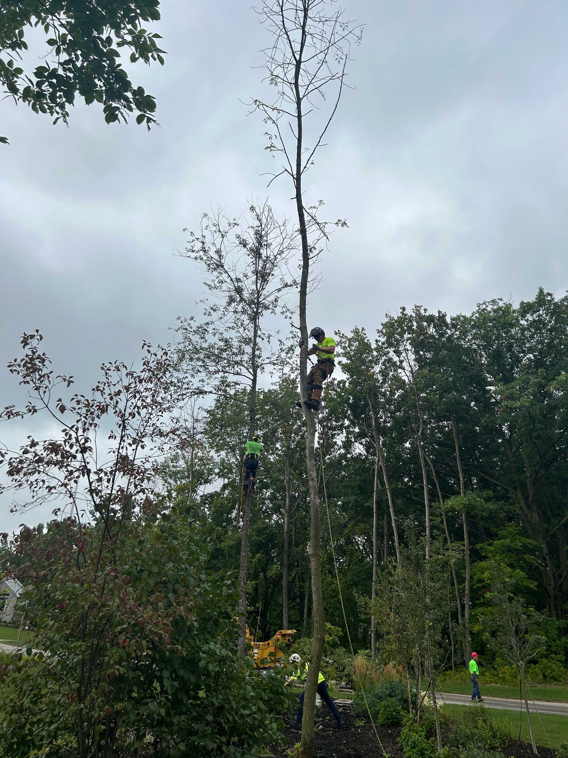 Three tree workers in harnesses trim a tall tree under an overcast sky.