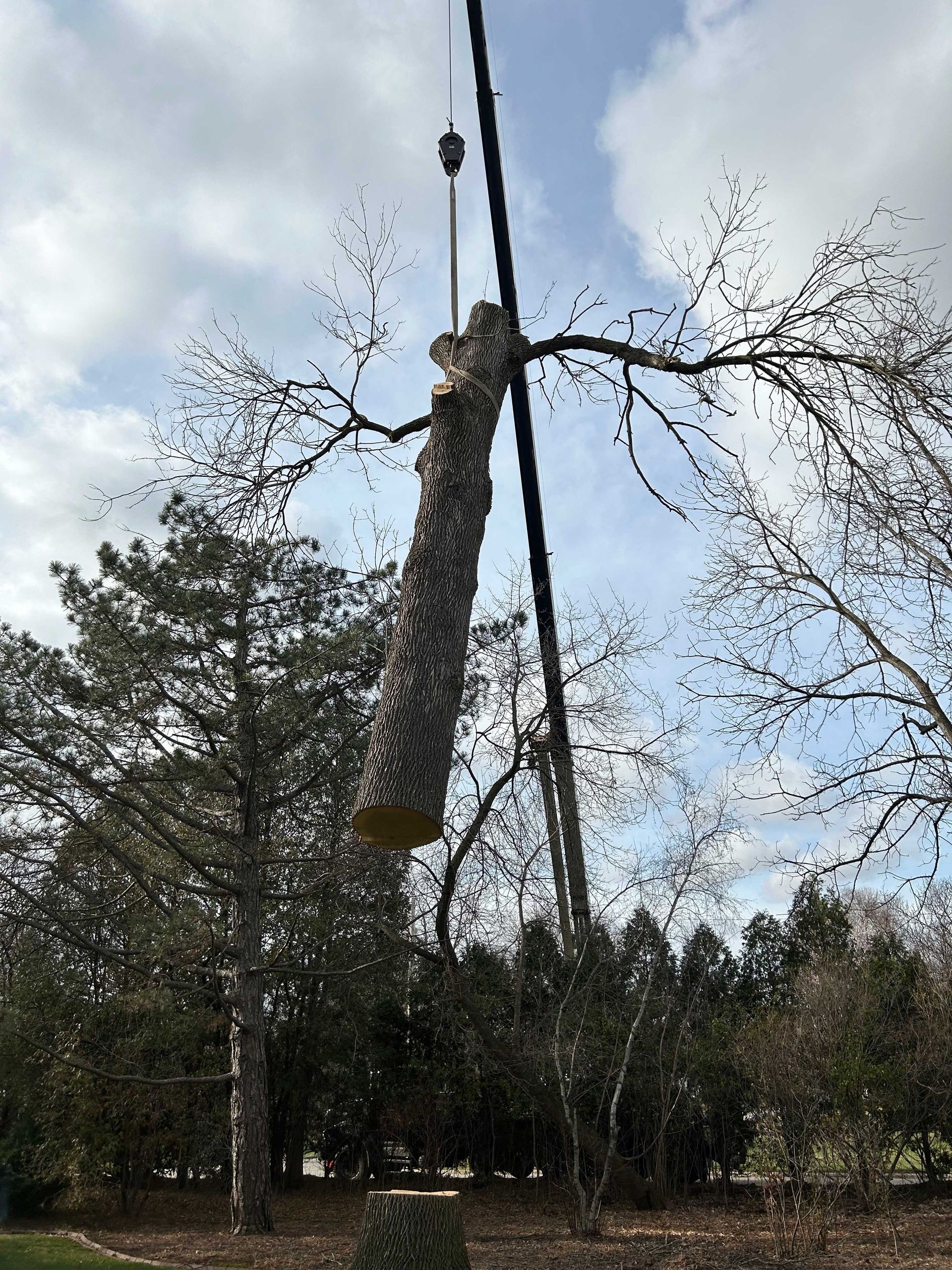 Crane lifting a large tree trunk, branches visible, cloudy sky, green foliage in the background.