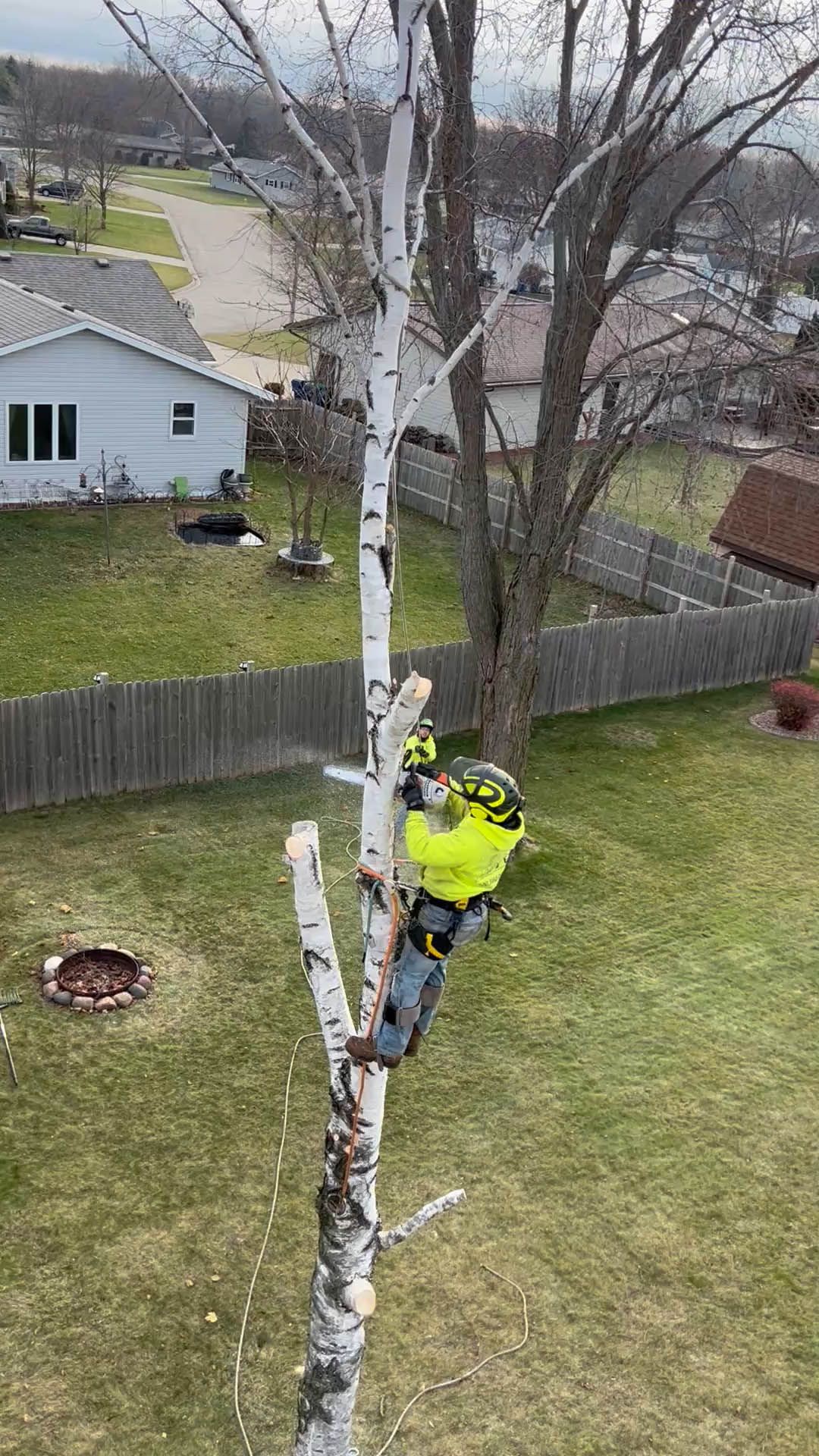 Arborist in yellow safety gear trims a tall tree in a backyard, using a chainsaw.