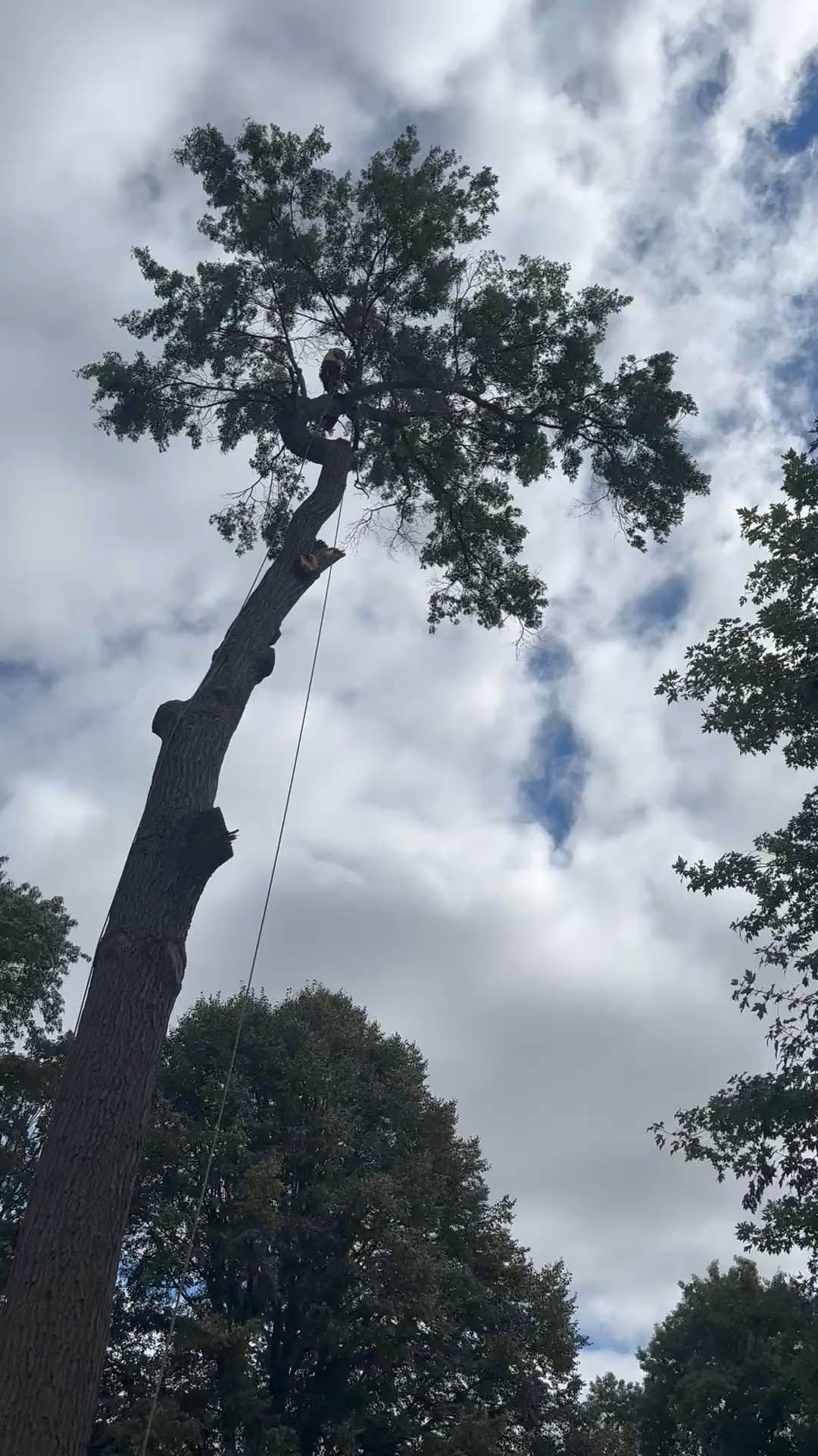Tall tree with rope hanging from a high branch, against cloudy sky.