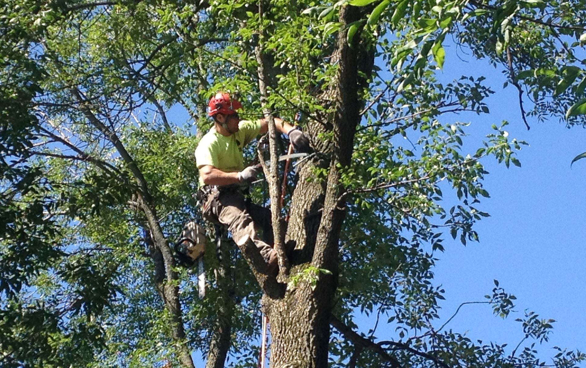 Aaw Tree Service