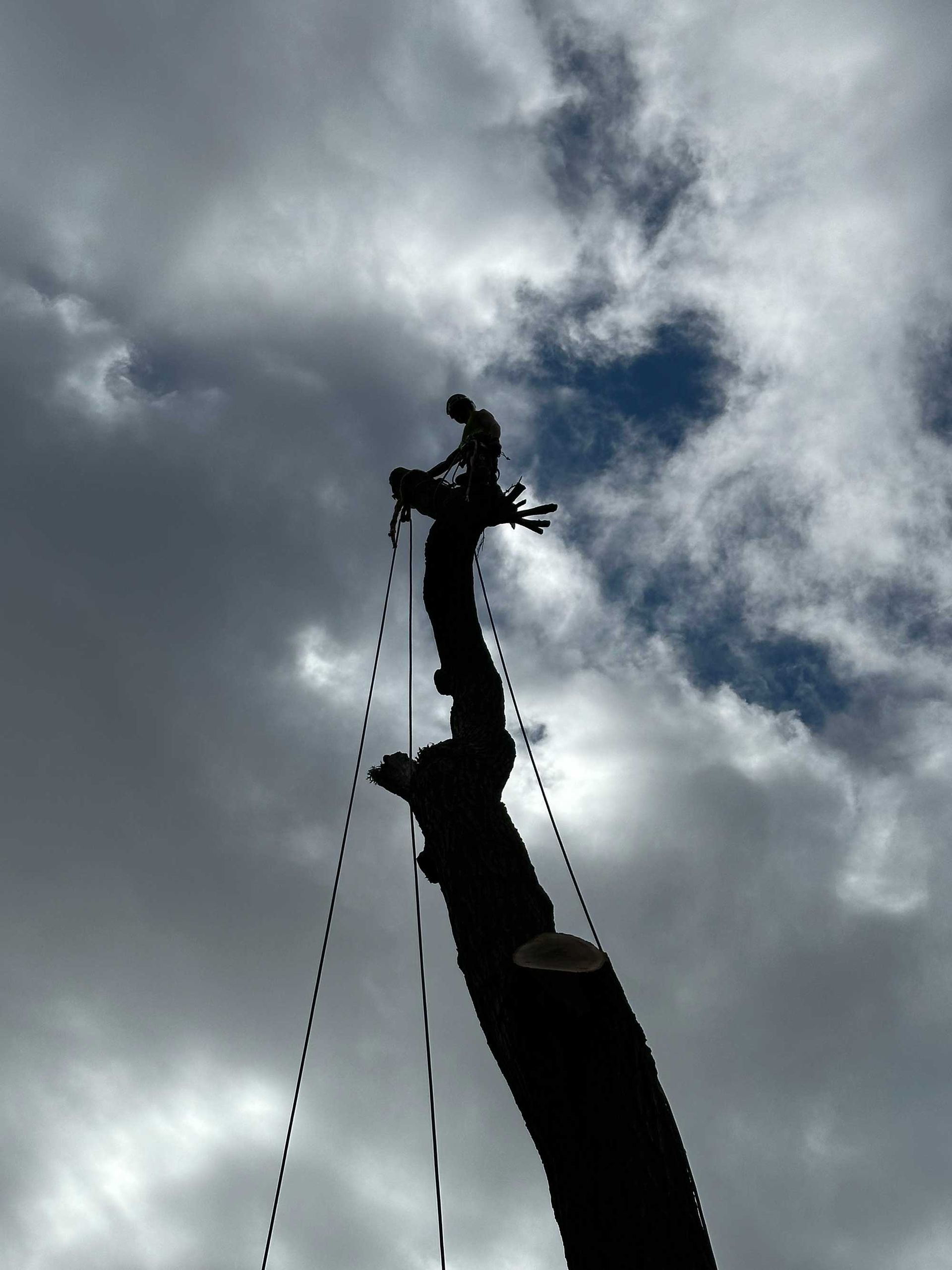 Silhouette of tree trunk with arborist working at the top, ropes attached, against a cloudy sky.