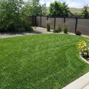 A lush green lawn leading to a brown privacy fence, framed by trees and yellow flowers on the right.