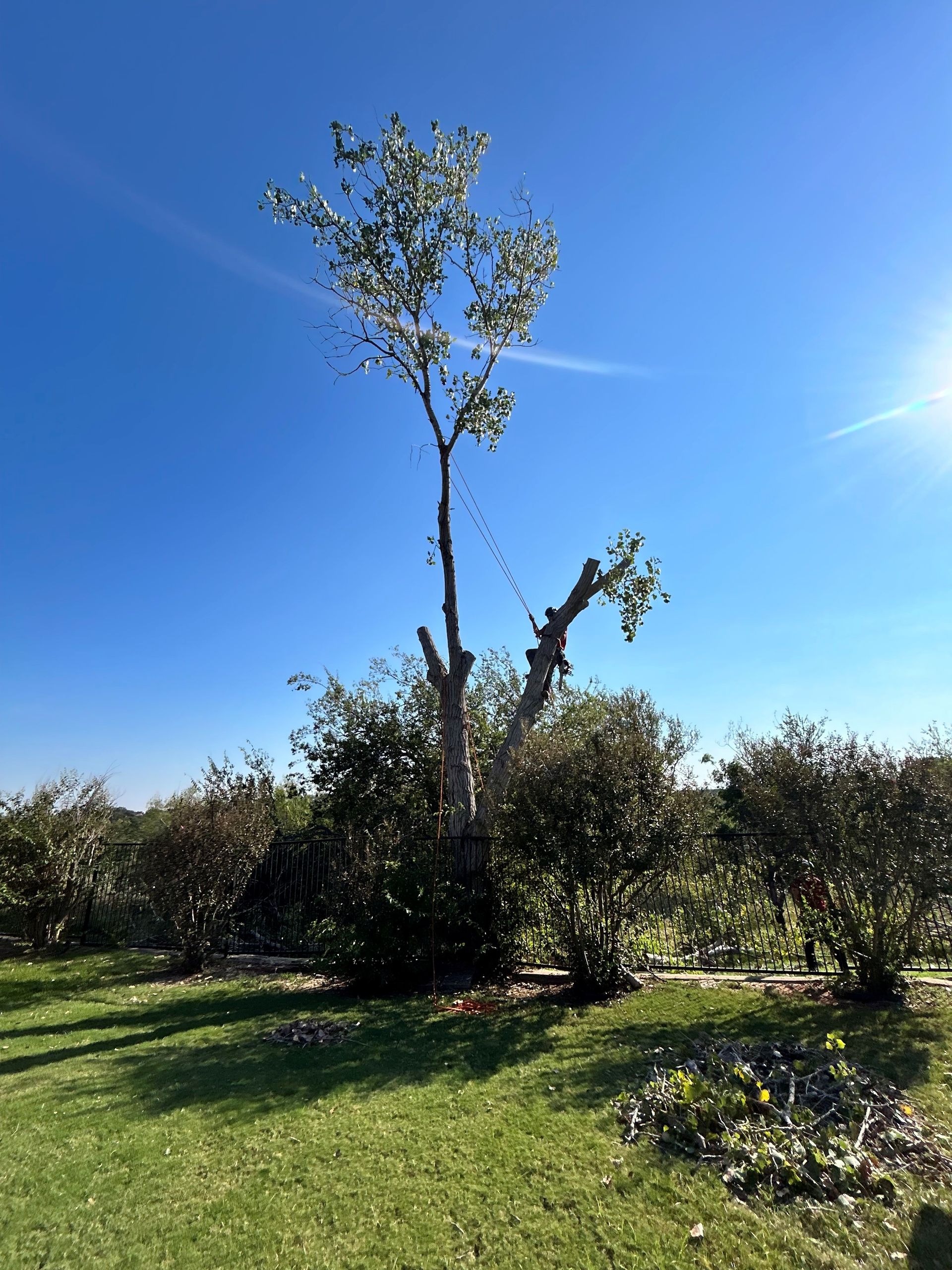 A tall young tree in a sunny grassy field under a clear blue sky, with shrubs in the background.