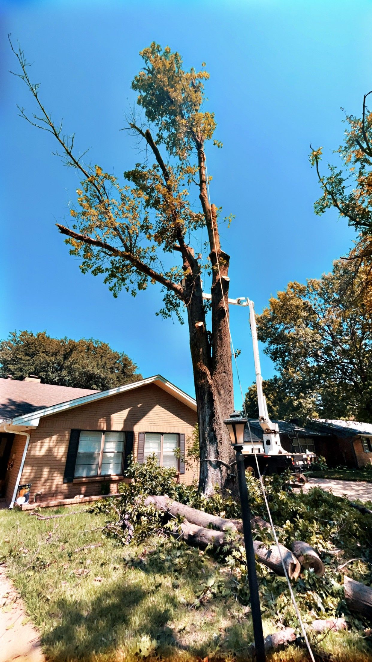 Tall young tree in a sunny yard with a house and blue sky in the background