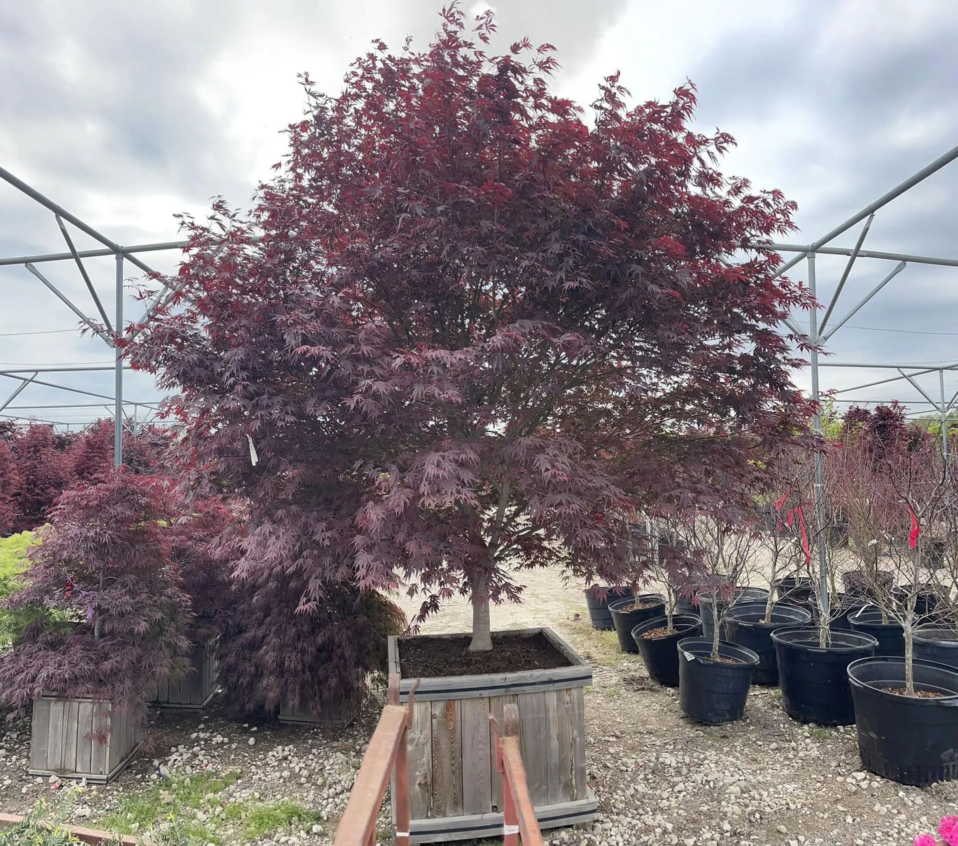 Large tree with burgundy leaves in a wooden planter, surrounded by smaller trees in pots, under a metal structure.