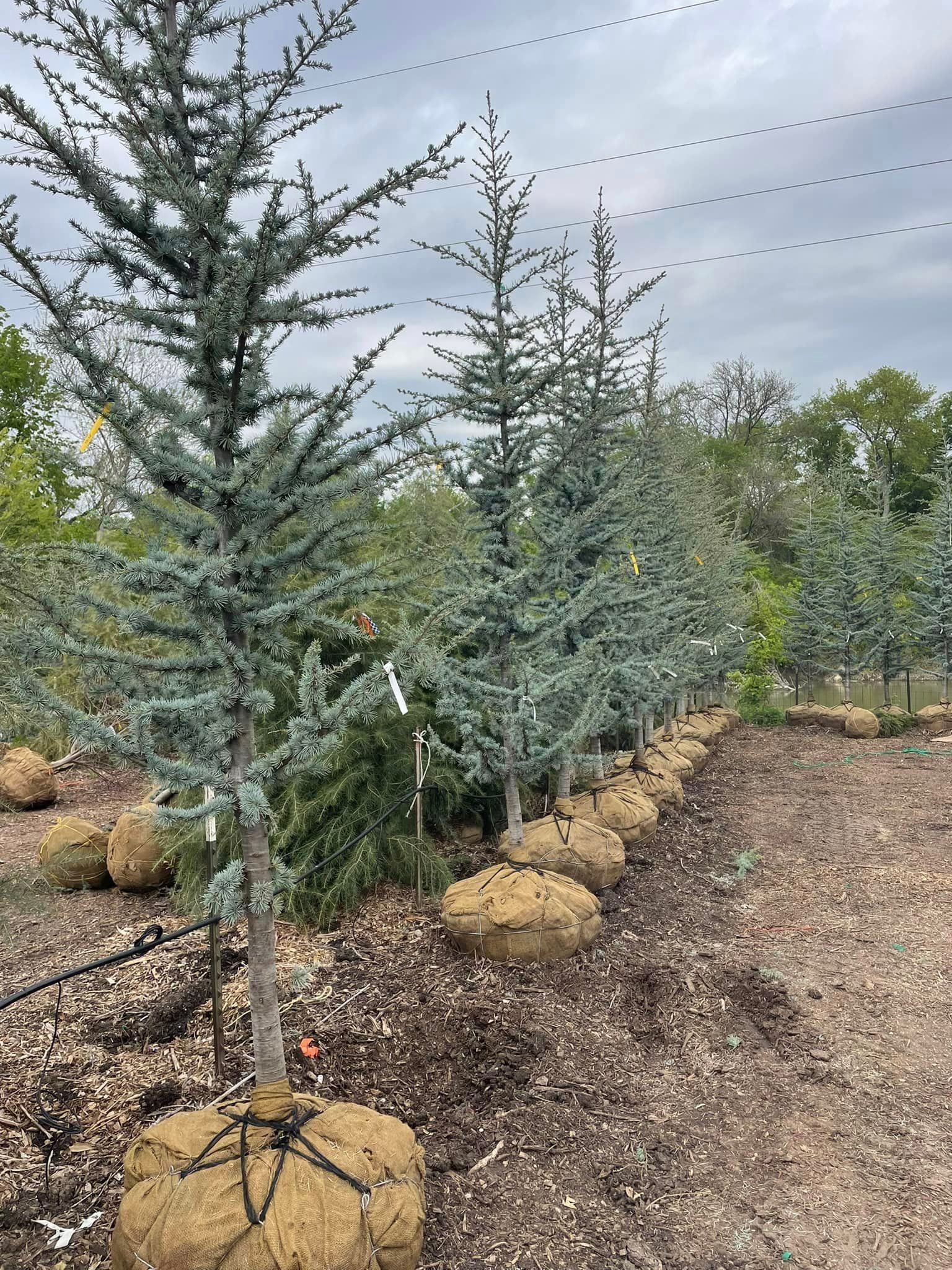 Row of young blue Atlas cedar trees with burlap-wrapped root balls, in a nursery.