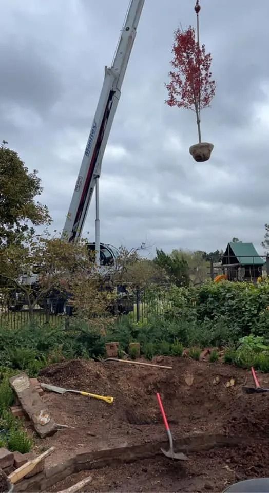 A crane lifting a potted tree with red leaves over a freshly dug planting area in a garden.