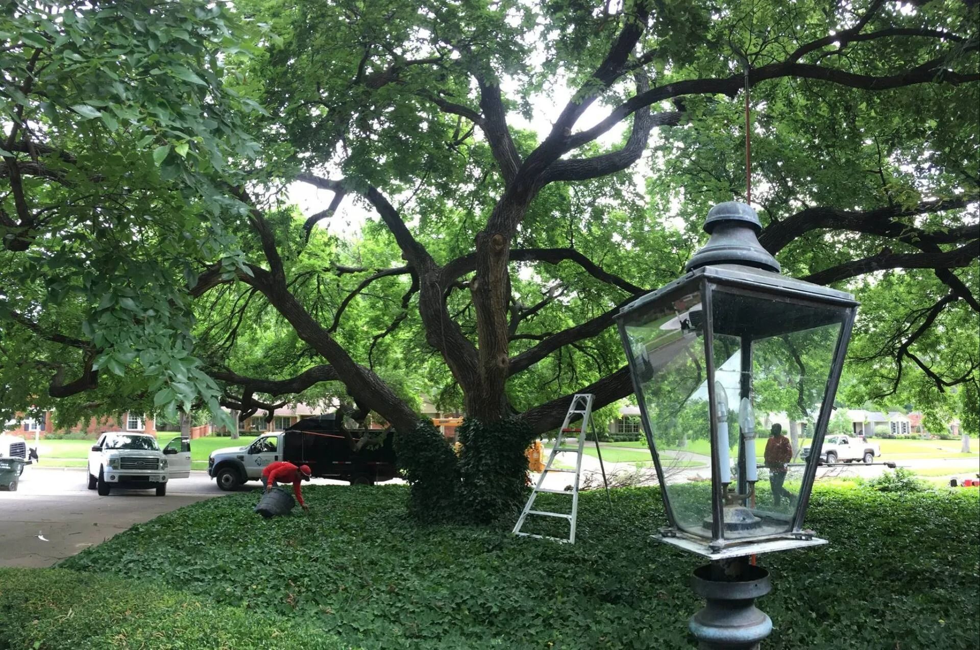 Large tree with sprawling branches, ivy, and a broken lantern.  People and trucks in background.