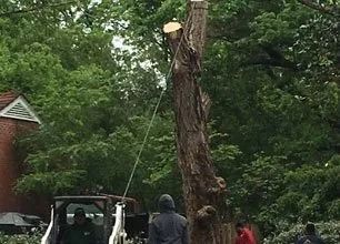 Tree being cut down, cable attached to the top, workers and equipment visible.