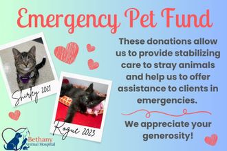 Bethany Animal Hospital Emergency Pet Fund graphic with photos of cats Shirley and Rogue, hearts, and donation info.
