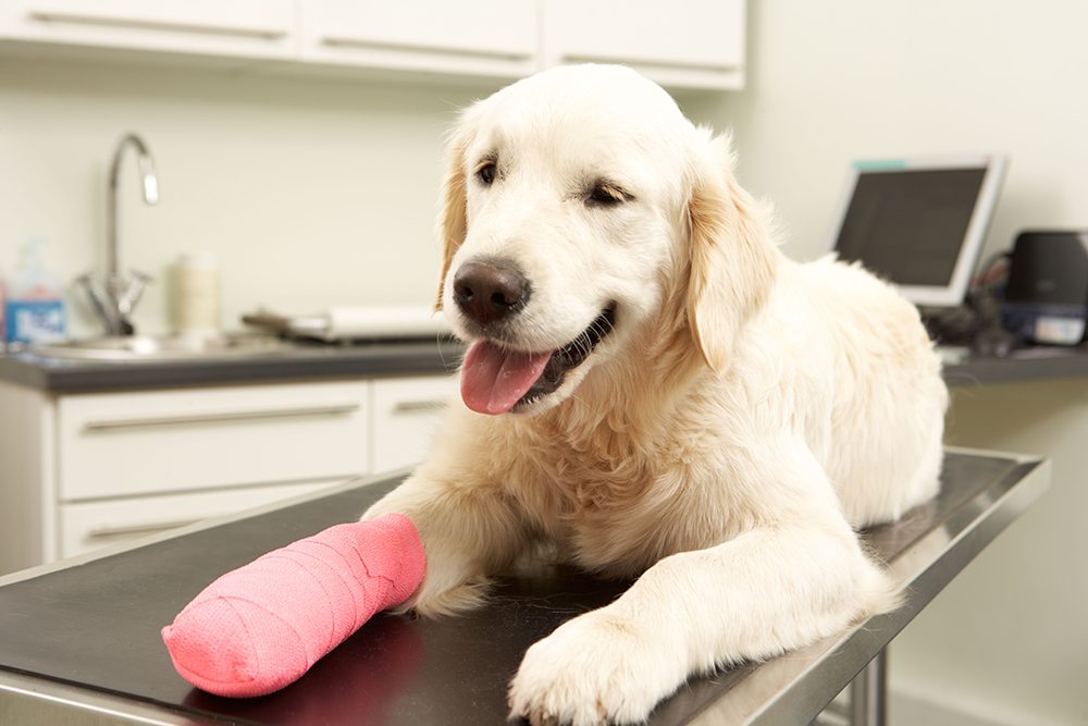 Golden retriever with pink cast on paw, resting on examination table in veterinary office.
