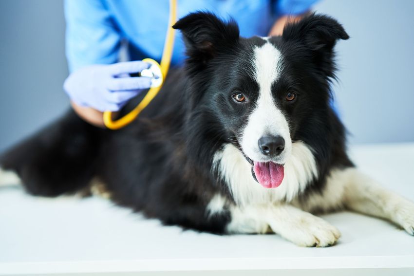 Black and white Border Collie at a vet exam, listening with a stethoscope.