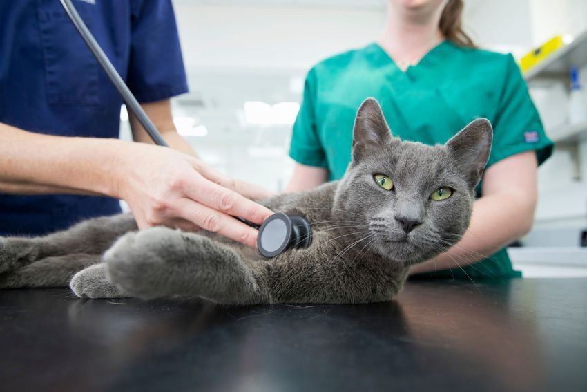 Cat being examined by a veterinarian with a stethoscope in a veterinary clinic.