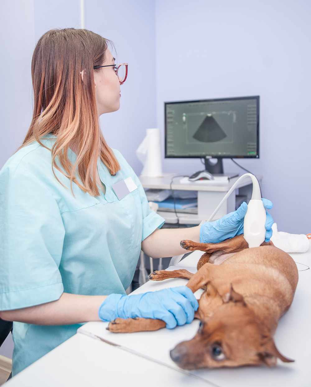 Veterinarian using ultrasound on a dog, blue gloves, monitor in background.