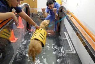 Dog rehabilitation