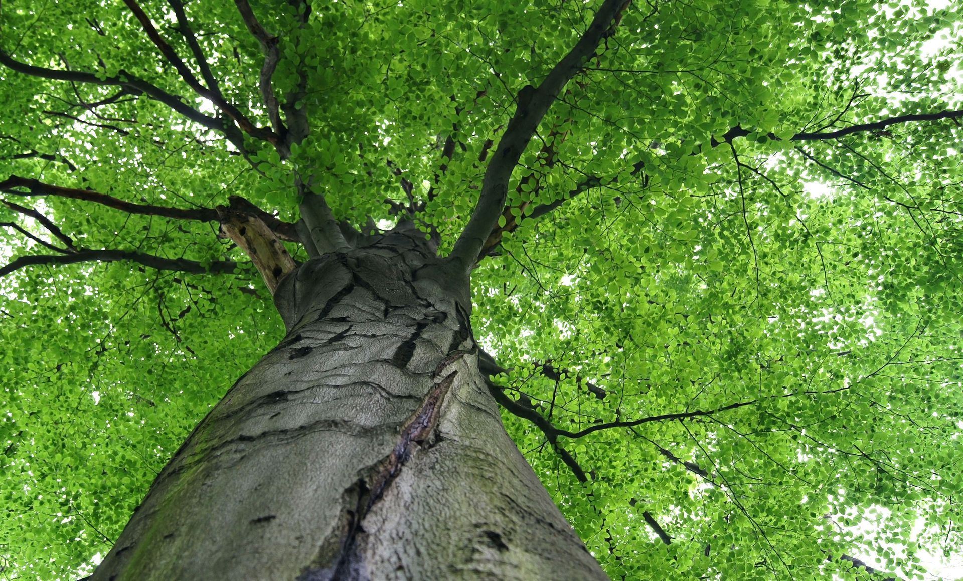 Tree Removal Apple Tree Service Inc Glenside, PA