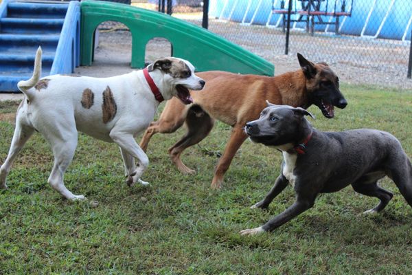 Best in Show Canine Company