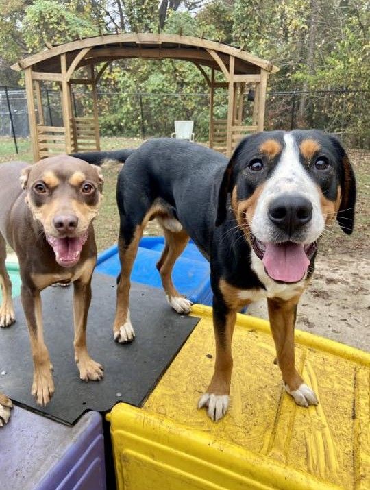 Two dogs standing next to each other with their tongues out